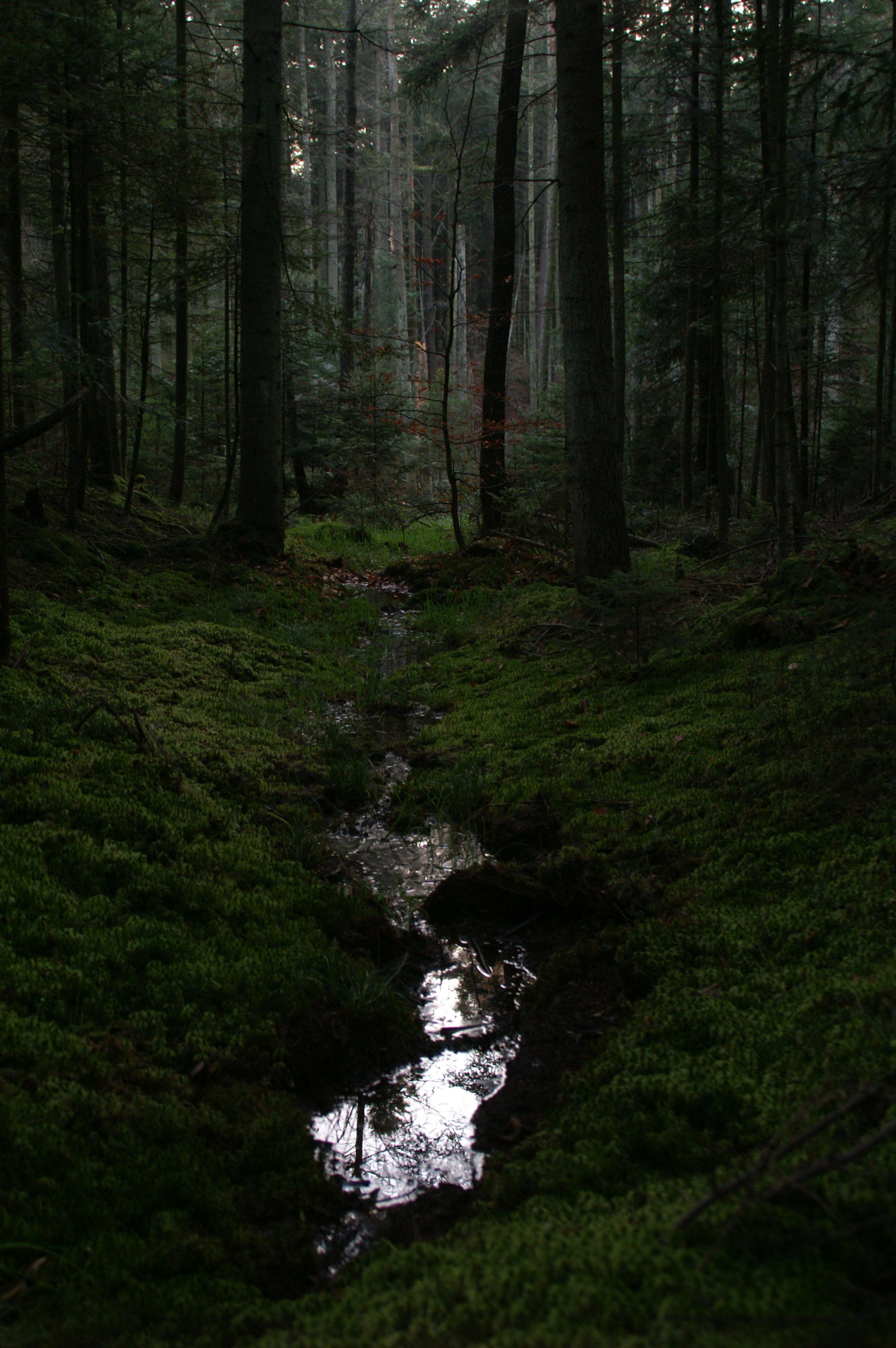 mokradło
